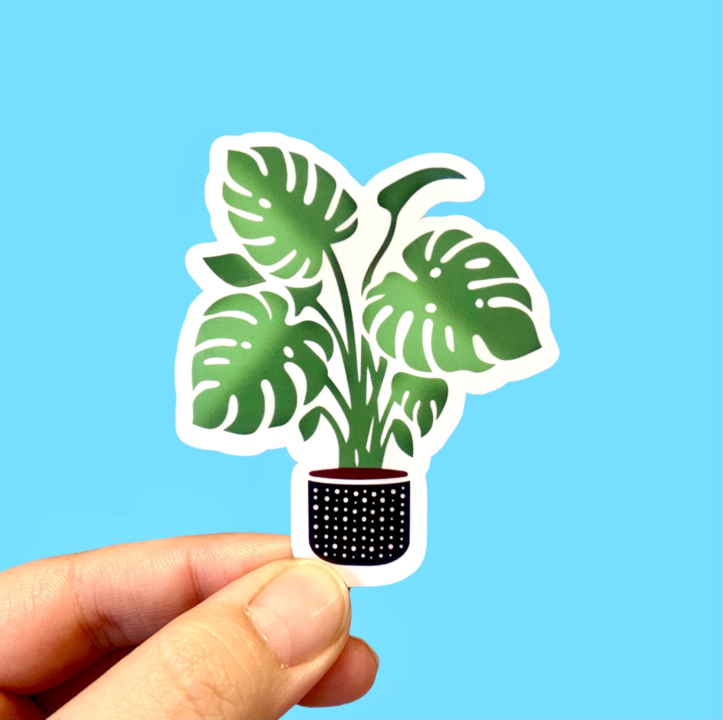 Monstera plant